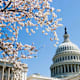 Cherry blossom tree in front of US Capitol